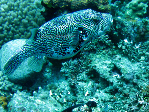 Starry Puffer Fish