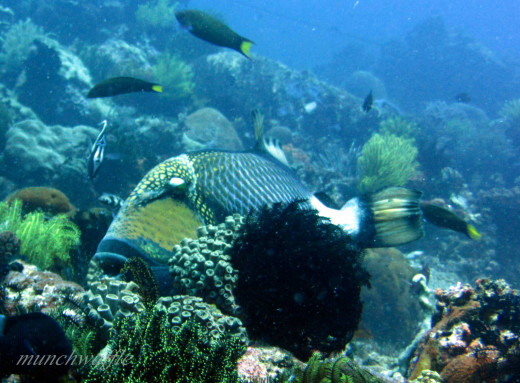 Giant Trigger Fish