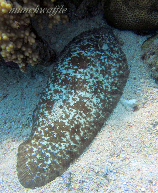 Flounder