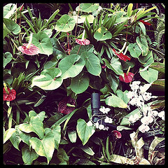 Anthurium and Orchids along Cloud Walk in the Cloud Forest Dome