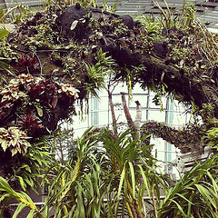 A beautiful flowered arch along Cloud Walk in the Cloud Forest Dome