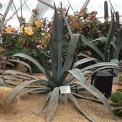 A Century Plant