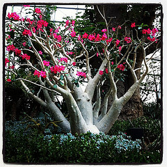 The Desert Rose in the Flower Dome