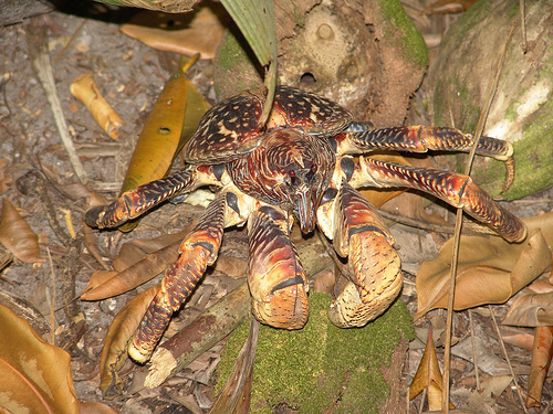 A large male crab.