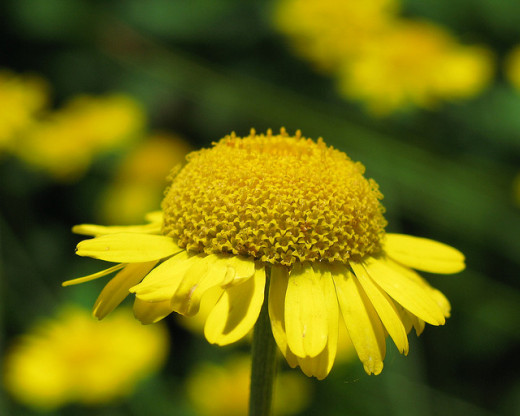 A chamomile flower.
