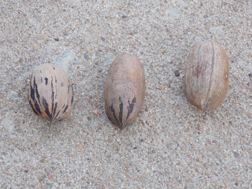 3 kinds of pecans