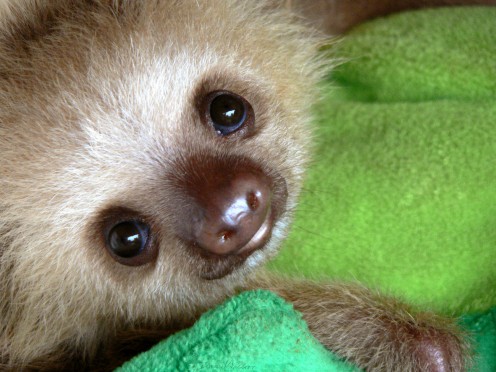 Pet Sloth Pet Sloth