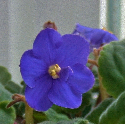 African violets are among the 160+ plants featured in Pleasant's manual.