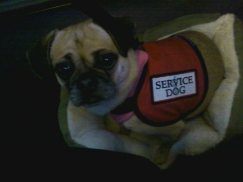 Tips for Flying in the U.S. with a Service Dog Tips for Flying in the U.S. with a Service Dog