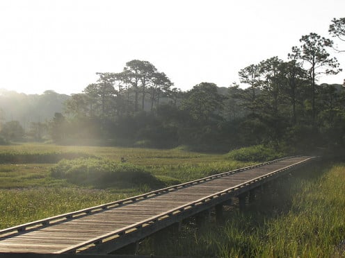 Boardwalk across the marsh.