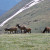Rocky Mountain National Park - Trail Ridge Road - Elk