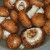 Baby Bella Mushrooms - make sure you wash the mushrooms before using them Baby Bella Mushrooms - make sure you wash the mushrooms before using them
