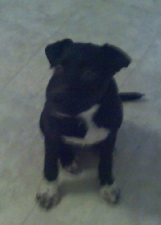 Lovie, who never photographs in focus