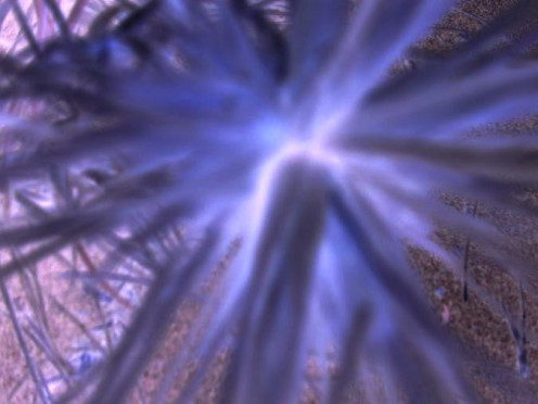 - The light of Evermore -