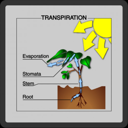 Транспирация это. Транспирация листа. Роль транспирации у растений. Транспирация функции. Особенности транспирации у растений.