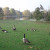 Geese near  Central  Lake, Regents Park, London