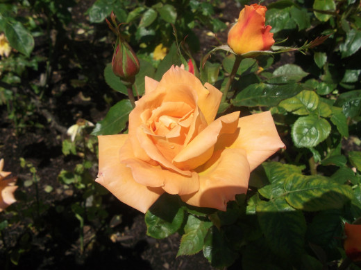 Roses in Queens Mary's Garden