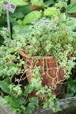 Ashwagandha: An Important Herb in Ayurvedic Medicine