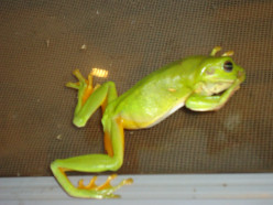 http://s4.hubimg.com/u/7433647_f248.jpg