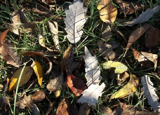 Autumn's beautifully artistic leaves upon that dam.