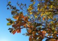 In Autumn's Leaves
