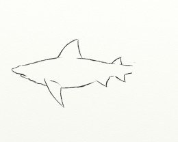 How to draw an awesome shark 
