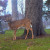 A young deer. One of many. This guy was really camera shy. He hid behind a grave marker until I tricked him and moved my car a bit. A young deer. One of many. This guy was really camera shy. He hid behind a grave marker until I tricked him and moved my car a bit.