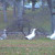 Greylag geese. Hard to photograph since they were on the run. Greylag geese. Hard to photograph since they were on the run.