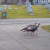 Wild turkeys Wild turkeys