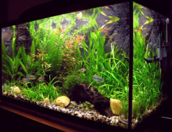 A Beginners Guide to Freshwater Aquariums