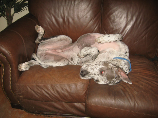 the canine comedian