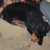 Weenie; pure-breed Dachshund; adopted from a friend as a puppy.  1992-2001