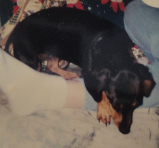 Weenie; pure-breed Dachshund; adopted from a friend as a puppy.  1992-2001