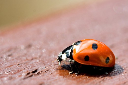 Fun Facts About Ladybugs