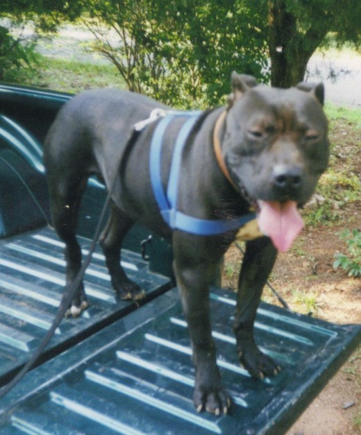 Yes! a ride on the back of the truck.