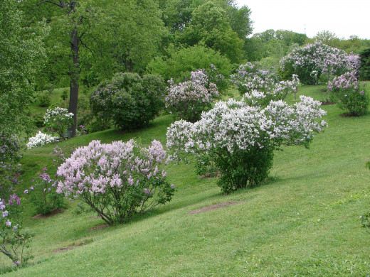 Royal Botanical Gardens' Lilac Dell in May