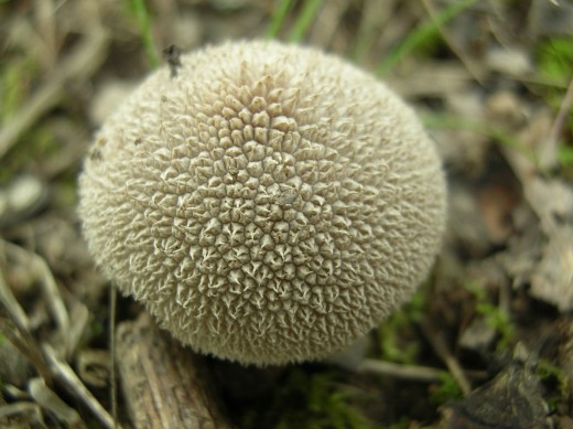 This one, about an inch and a half wide, you'll find among leaves, just like the non-spiny or smooth puffballs. Some puffballs are poisonous. Don't eat any.