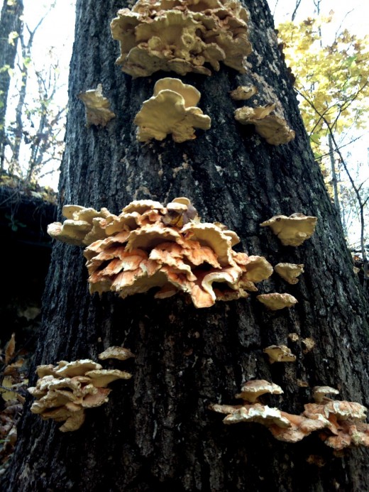 Parasitical mushroom found on a dying oak tree in the fall. Also called "Chicken Mushroom," they're pink and white on top with sulfur-colored petticoats. Edible, they say, if found when it is young, but I think I was about a week late for that.