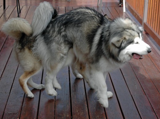 Later as a young adolescent, Griffin getting into the groove with the malamute slam.