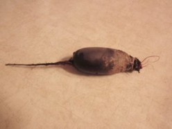 http://s4.hubimg.com/u/7448703_f248.jpg