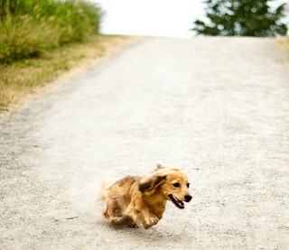 The speedy little see-saw run of the dachshund is sure to bring smiles.