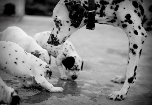 Pups do not show spots until approximately three weeks of age.
