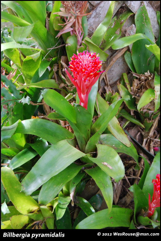 Billbergia pyramidalis is a remarkable plant.  It is easy to culture, fast growing, "climbs" right up a tree, and has one of the most beautiful inflorescences of all the bromeliads.