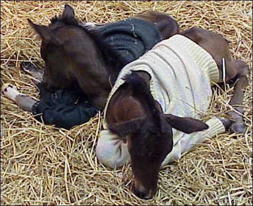 Magic and Razz Magic and Razz