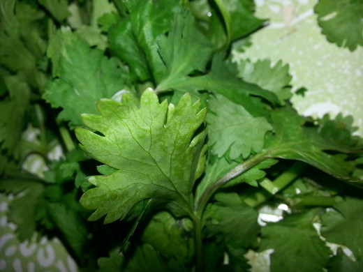 Image5: Coriander Leaves