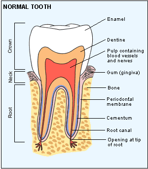 Normal Tooth