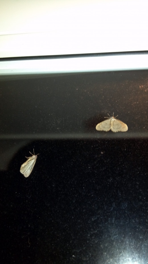 Why Do Moths Swarm In Cold Weather? hubpages