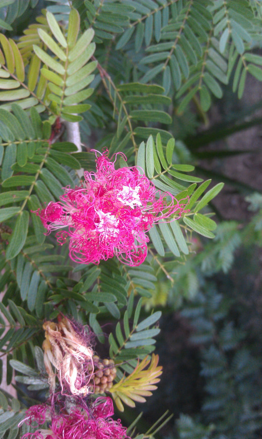 An exotic tree flower found at Rio Perdido.