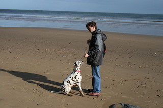 Leadership is key in training the Dalmatian.