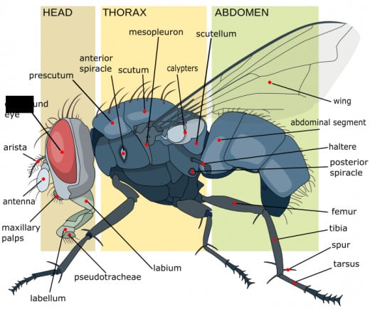 Anatomy of a Housefly